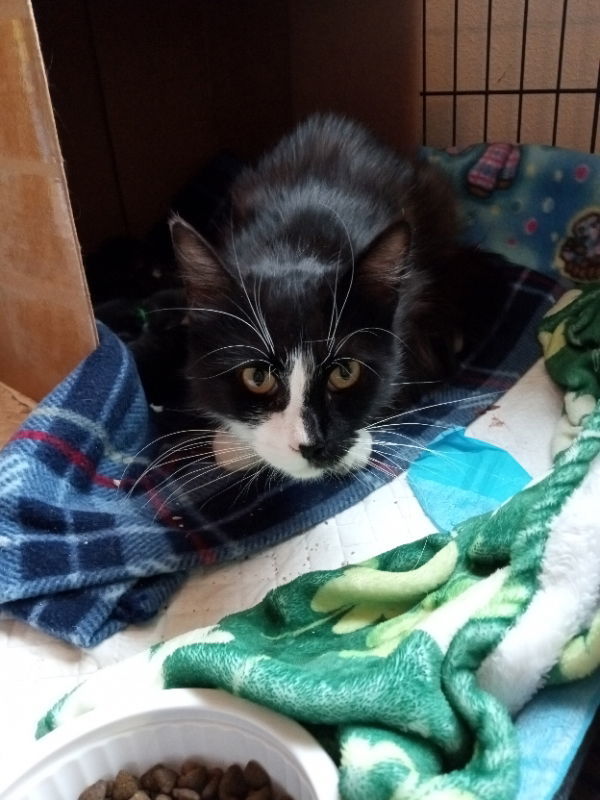 Talia, an adoptable Domestic Medium Hair, Tuxedo in Alturas, CA, 96101 | Photo Image 1