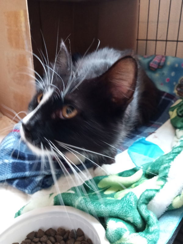 Talia, an adoptable Domestic Medium Hair, Tuxedo in Alturas, CA, 96101 | Photo Image 2