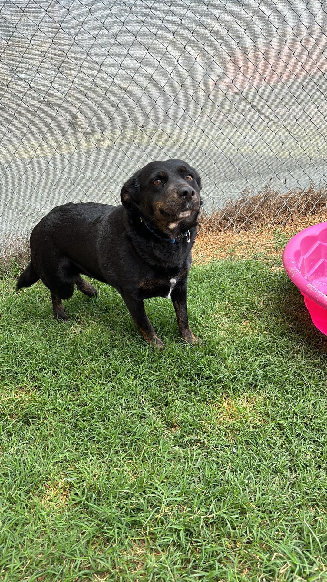 Belle, an adoptable Briard, Labrador Retriever in Norwalk, CT, 06855 | Photo Image 3