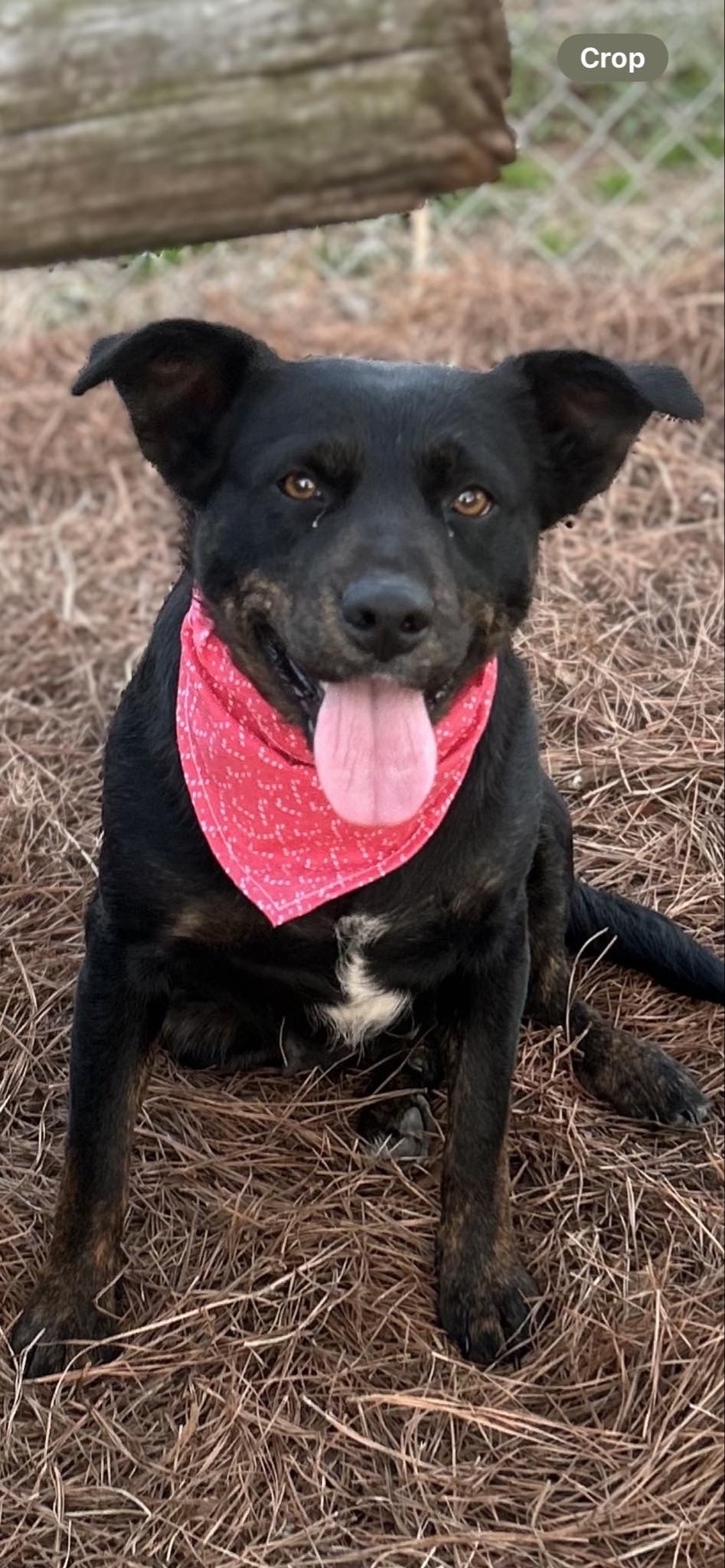 Belle, an adoptable Briard, Labrador Retriever in Norwalk, CT, 06855 | Photo Image 5