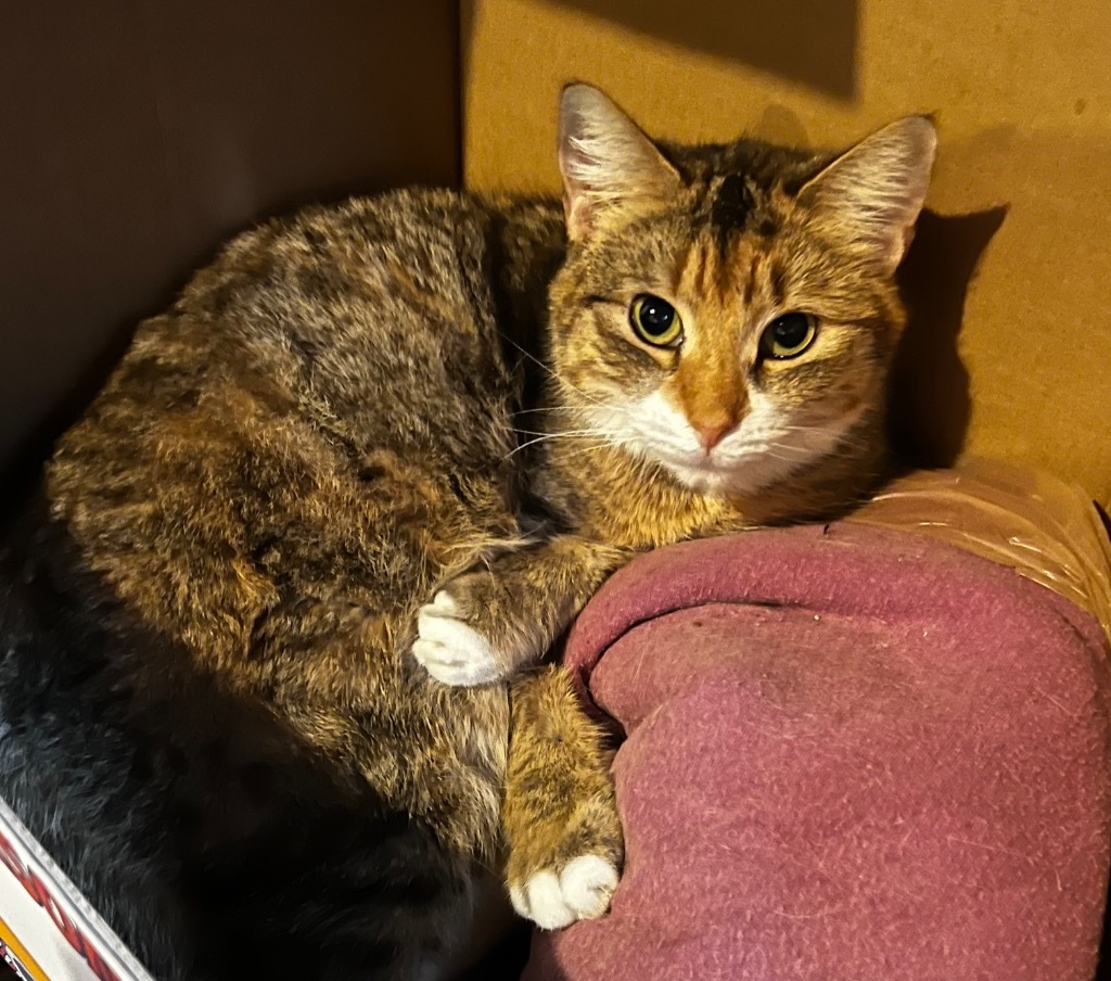 Patience Ann, an adoptable Domestic Short Hair in Gorham, ME, 04038 | Photo Image 1