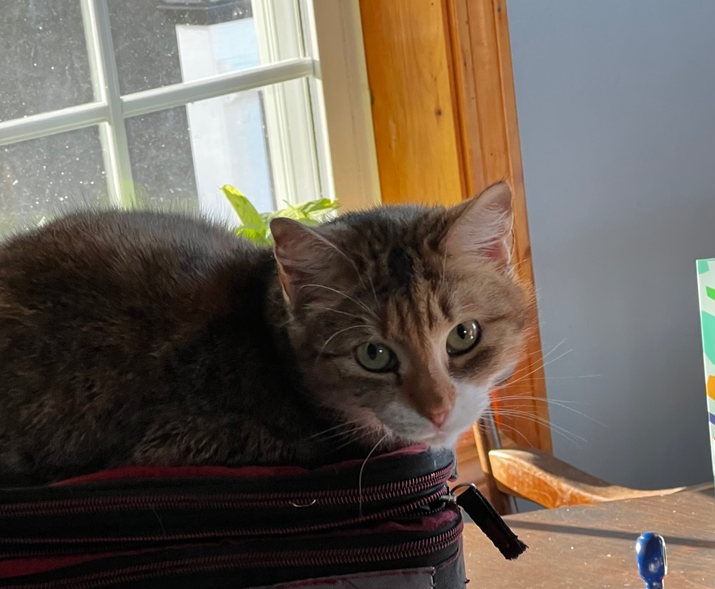 Patience Ann, an adoptable Domestic Short Hair in Gorham, ME, 04038 | Photo Image 2
