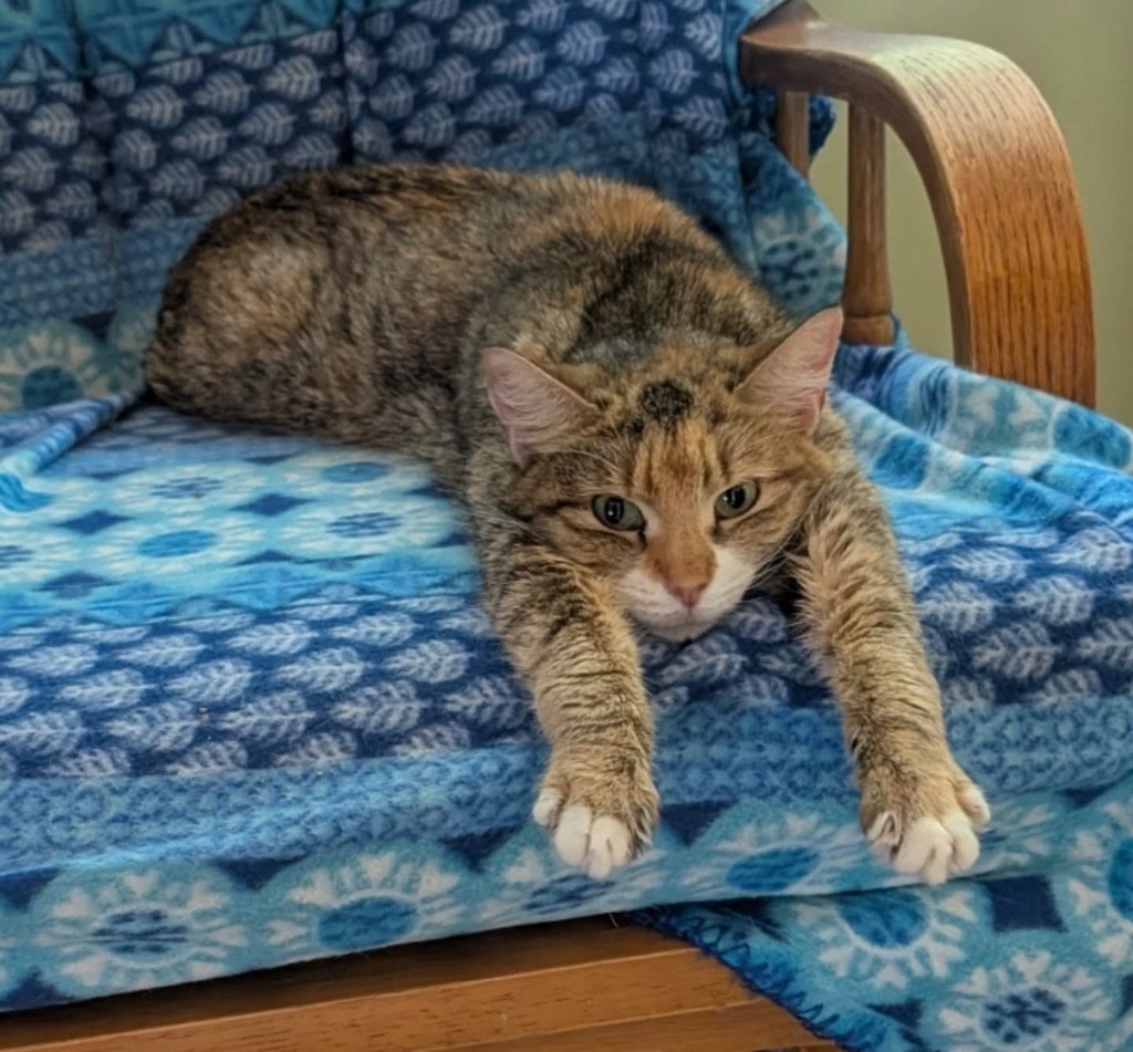 Patience Ann, an adoptable Domestic Short Hair in Gorham, ME, 04038 | Photo Image 2