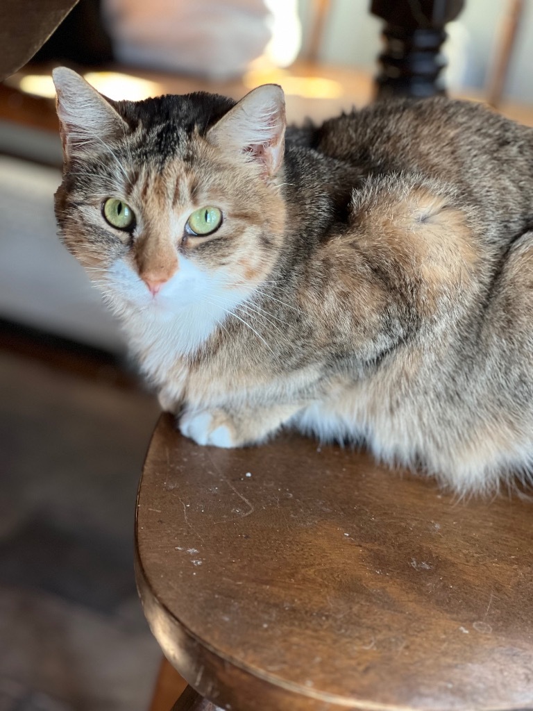 Patience Ann, an adoptable Domestic Short Hair in Gorham, ME, 04038 | Photo Image 3
