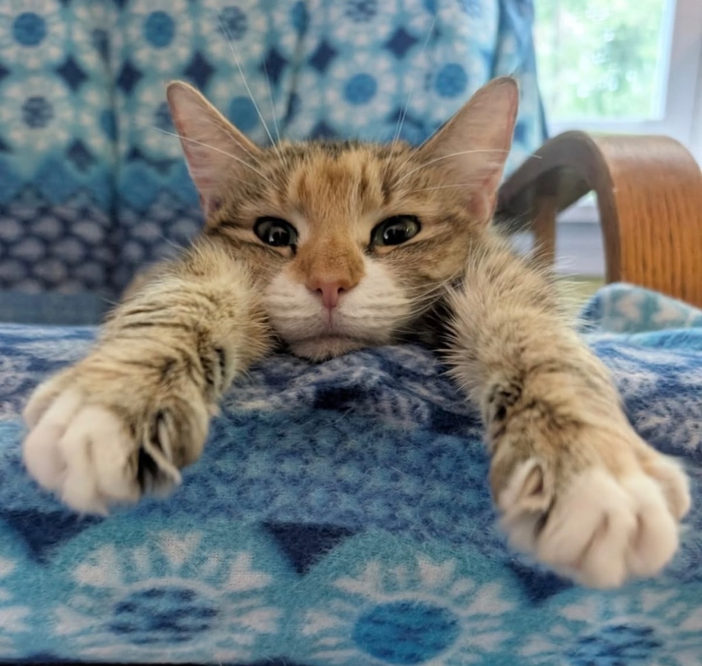 Patience Ann, an adoptable Domestic Short Hair in Gorham, ME, 04038 | Photo Image 3