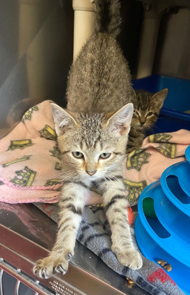 Bagel, an adoptable Domestic Short Hair in Virginia, MN, 55792 | Photo Image 1