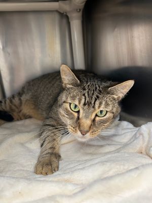 This handsome gent is nervous but he likes getting pet and is getting a little braver every day He