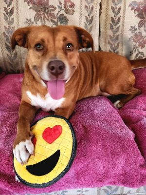 Meet Isis a mellow 7 yo with a heart as sweet as honey Her calm demeanor makes her the perfect