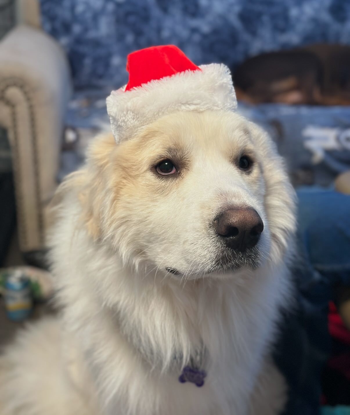 Arlo, an adoptable Great Pyrenees in Raleigh, NC, 27616 | Photo Image 1