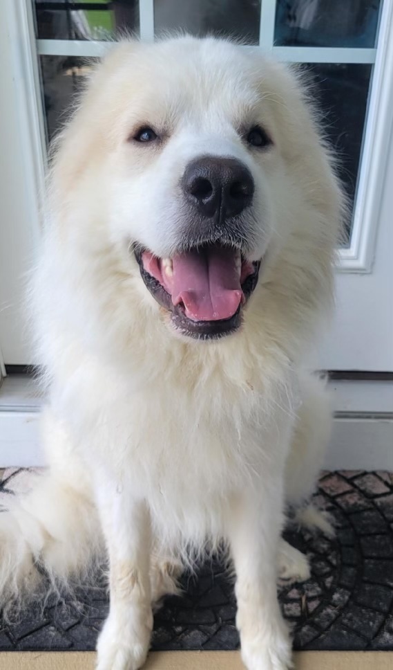 Arlo, an adoptable Great Pyrenees in Raleigh, NC, 27616 | Photo Image 2