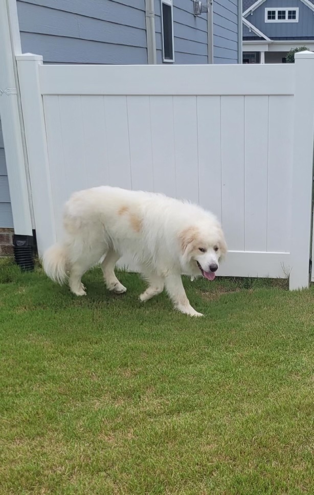Arlo