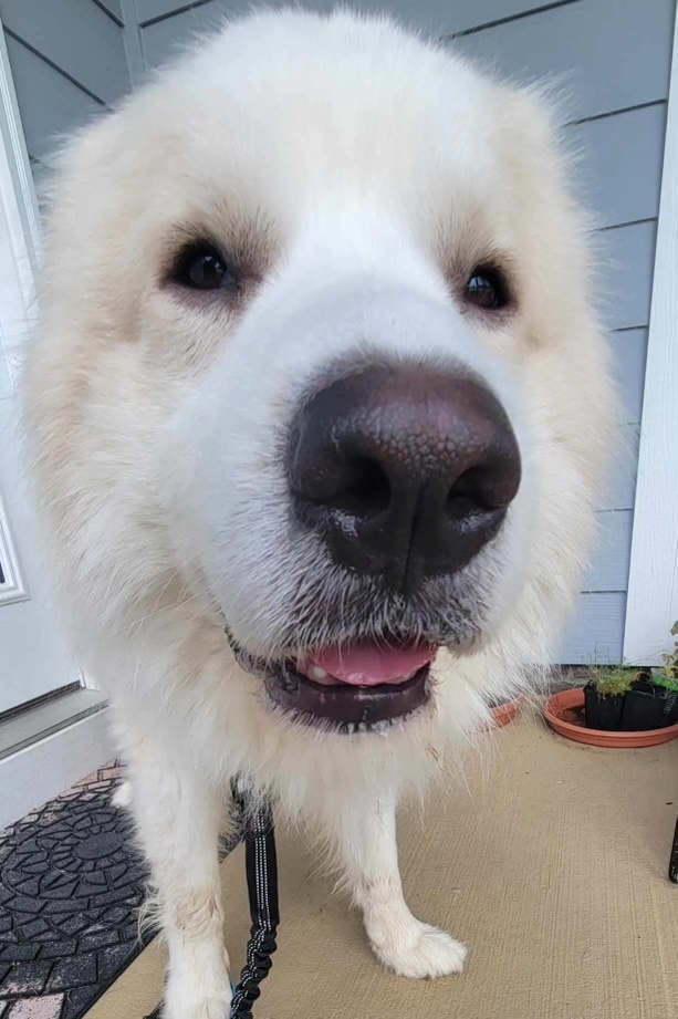 Arlo, an adoptable Great Pyrenees in Raleigh, NC, 27616 | Photo Image 3