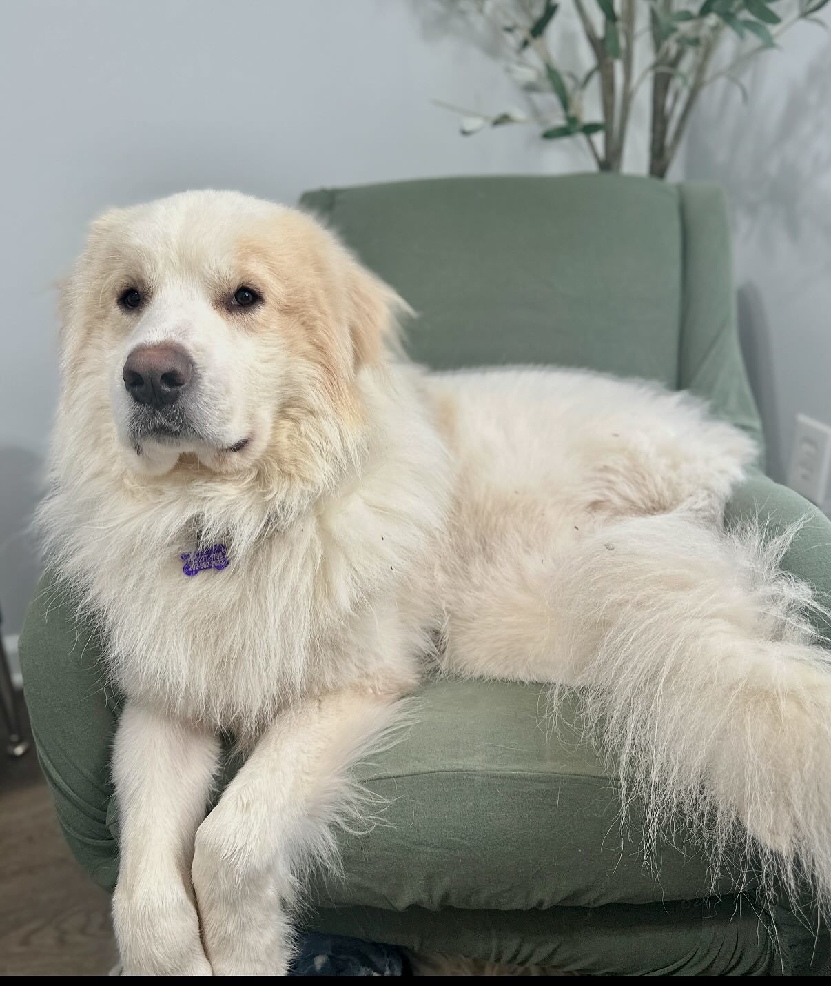 Arlo, an adoptable Great Pyrenees in Raleigh, NC, 27616 | Photo Image 5