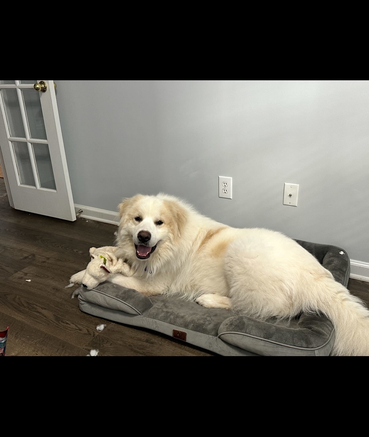 Arlo, an adoptable Great Pyrenees in Raleigh, NC, 27616 | Photo Image 6