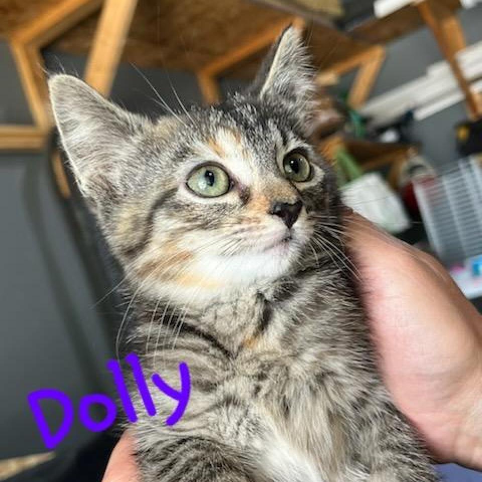 Dolly