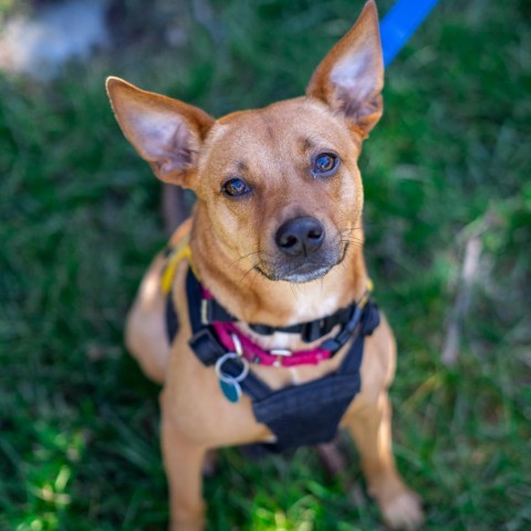 Lanie, an adoptable Feist in Washington, DC, 20008 | Photo Image 1