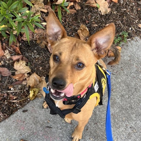 Lanie, an adoptable Feist in Washington, DC, 20008 | Photo Image 3