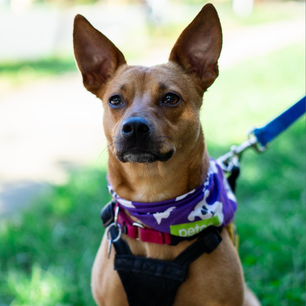 Lanie, an adoptable Feist in Washington, DC, 20008 | Photo Image 3