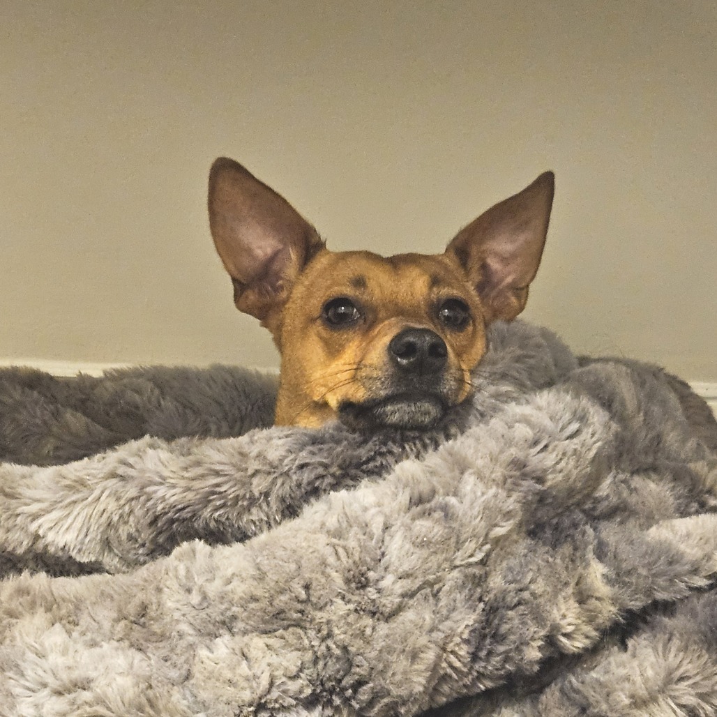 Lanie, an adoptable Feist in Washington, DC, 20008 | Photo Image 6