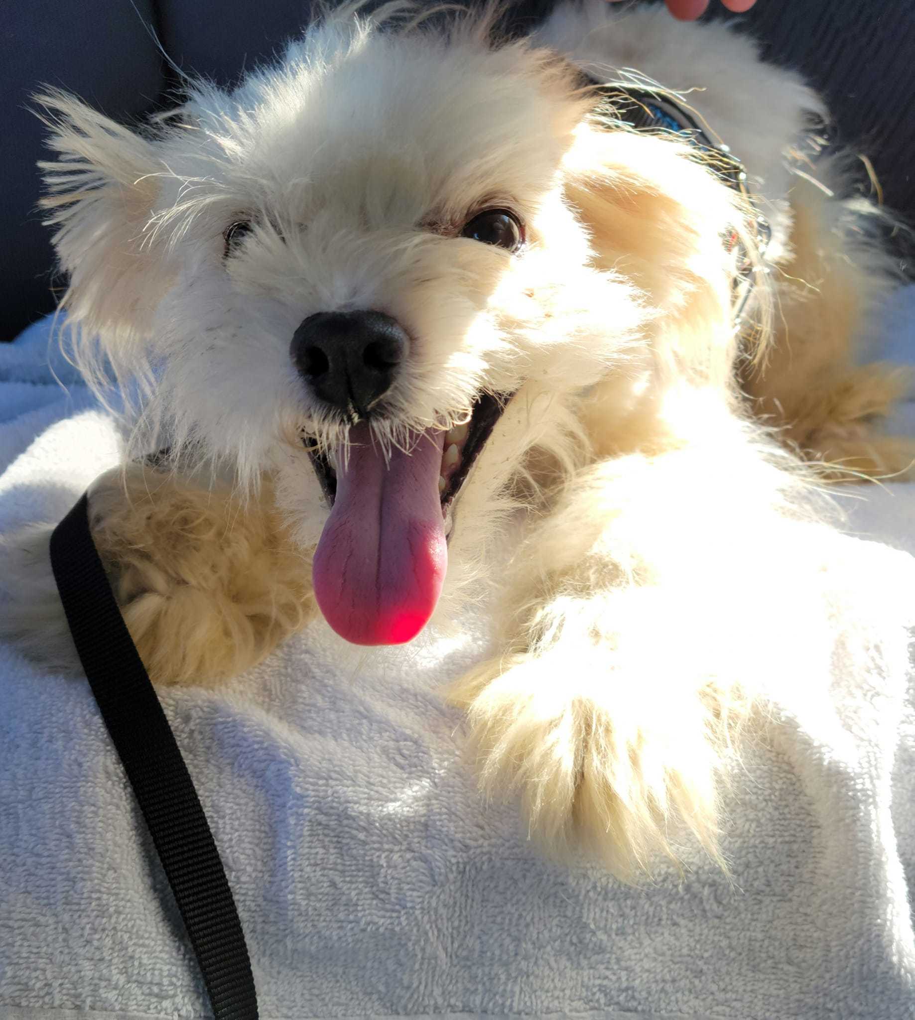 Rocky, an adoptable Maltese in Anderson, SC, 29621 | Photo Image 1