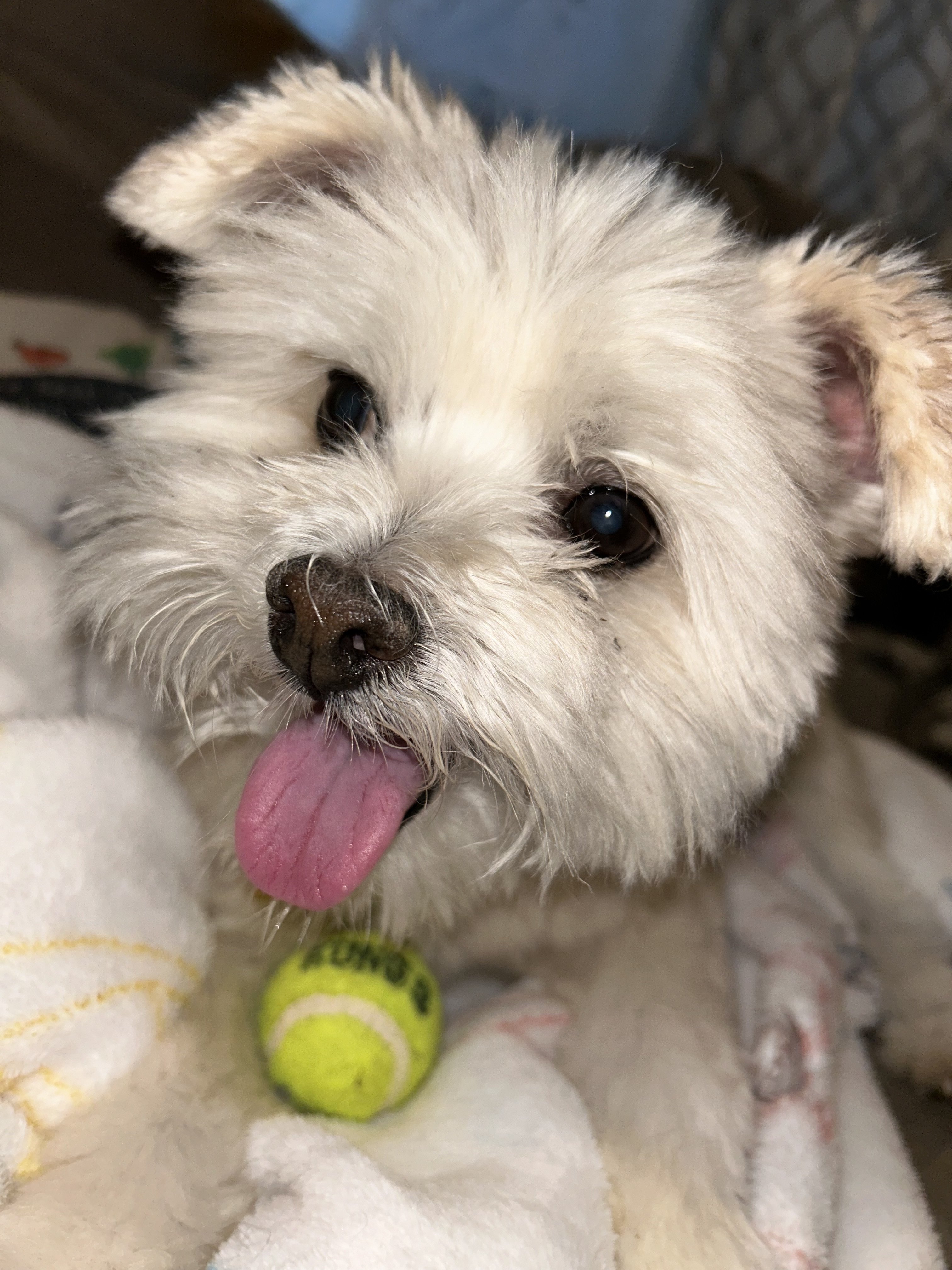 Rocky, an adoptable Maltese in Anderson, SC, 29621 | Photo Image 2