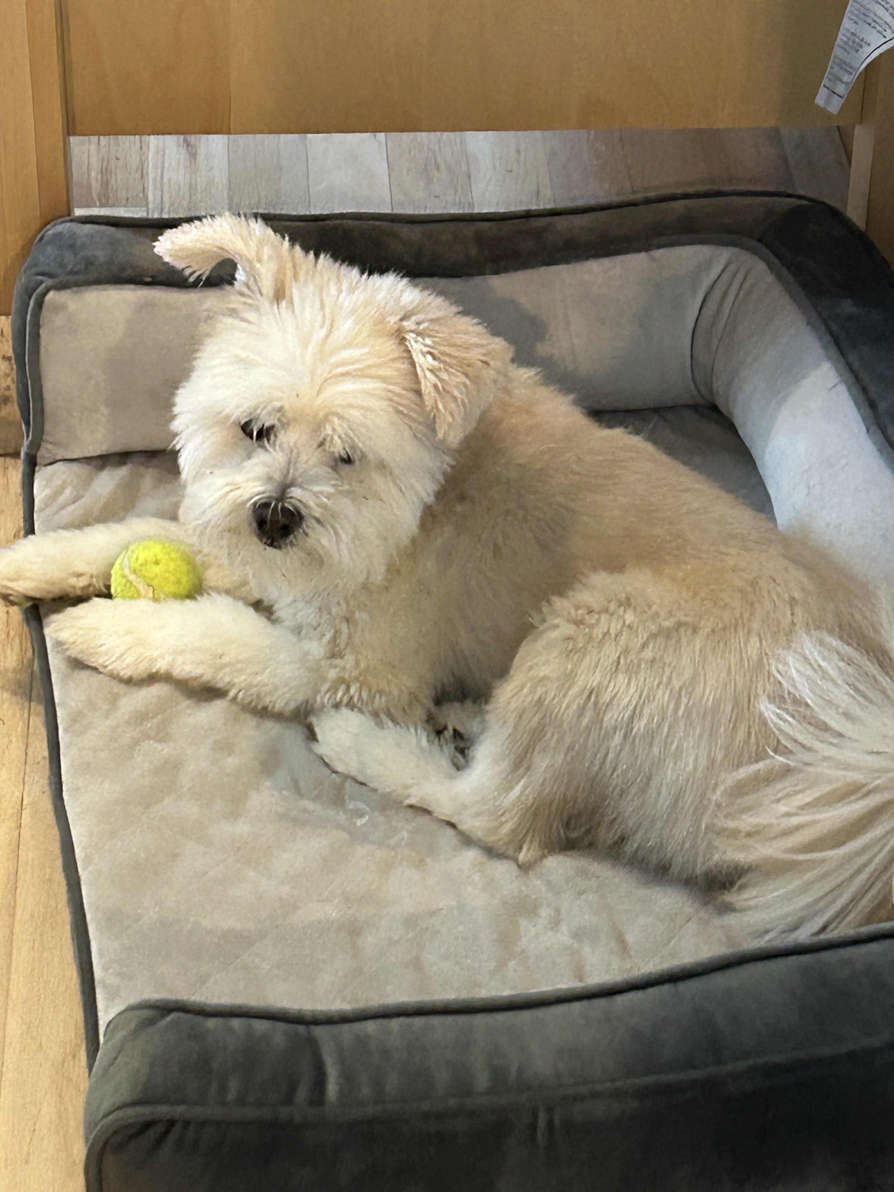 Rocky, an adoptable Maltese in Anderson, SC, 29621 | Photo Image 3