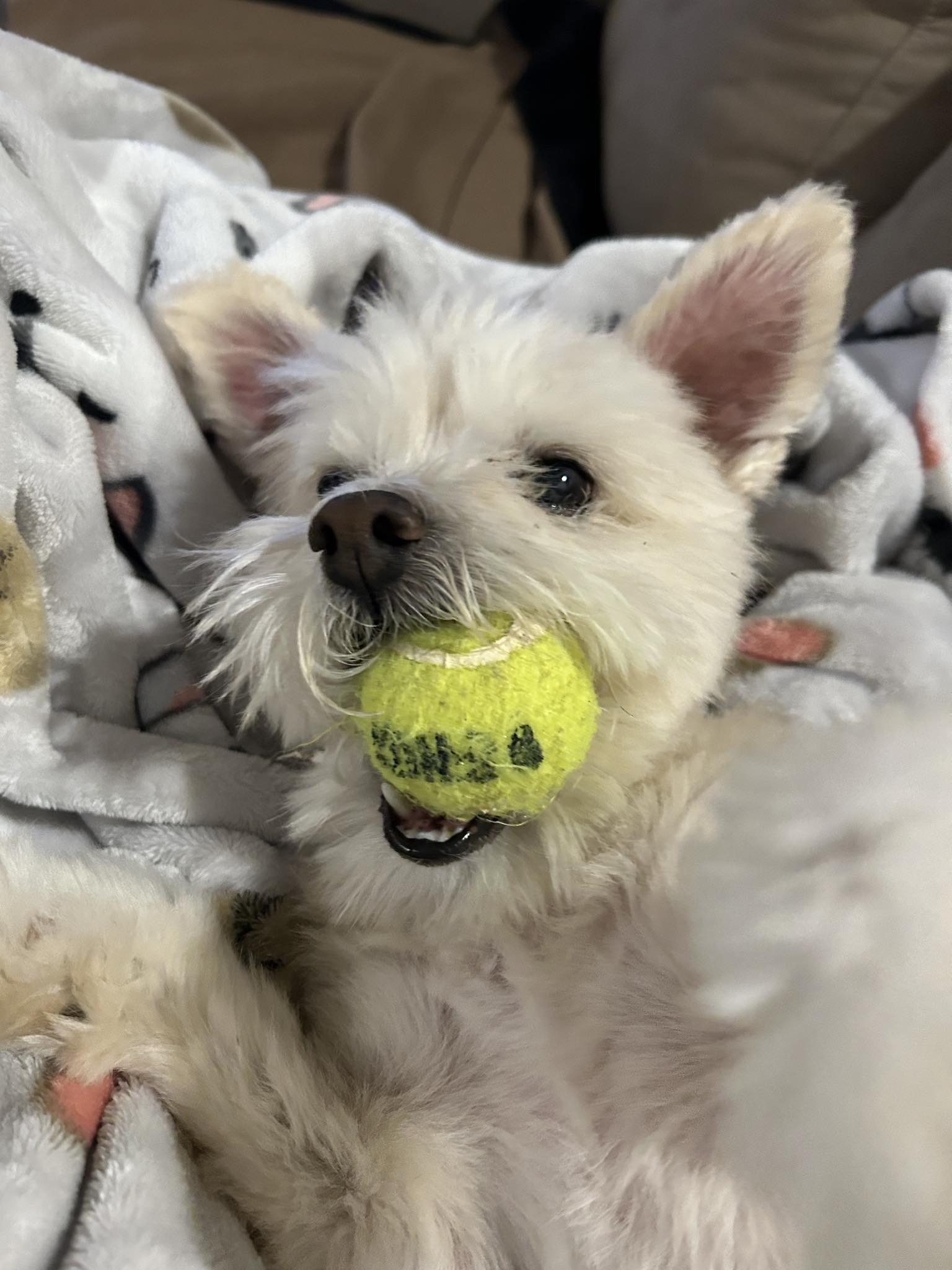 Rocky, an adoptable Maltese in Anderson, SC, 29621 | Photo Image 4