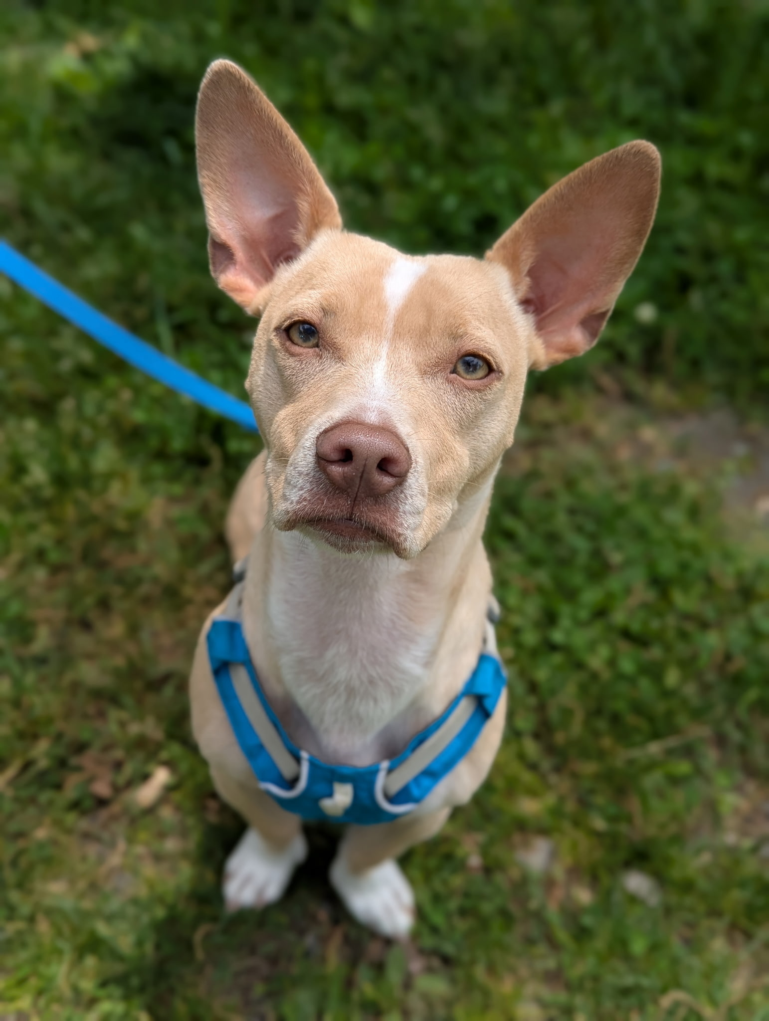 Andy, an adoptable American Staffordshire Terrier, Chihuahua in Stoughton, MA, 02072 | Photo Image 1