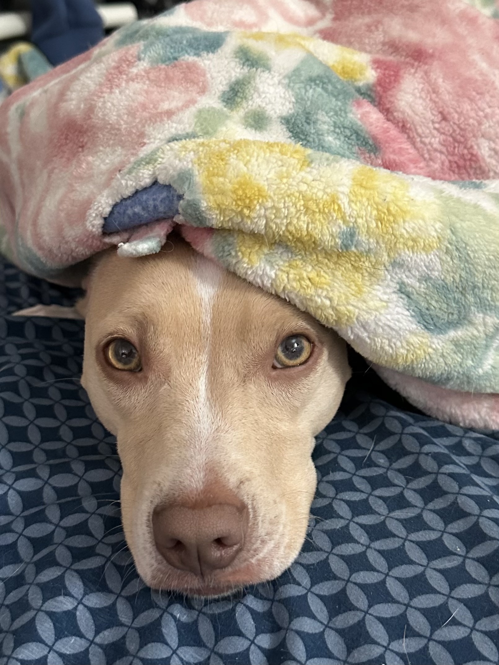 Andy, an adoptable American Staffordshire Terrier, Chihuahua in Stoughton, MA, 02072 | Photo Image 2