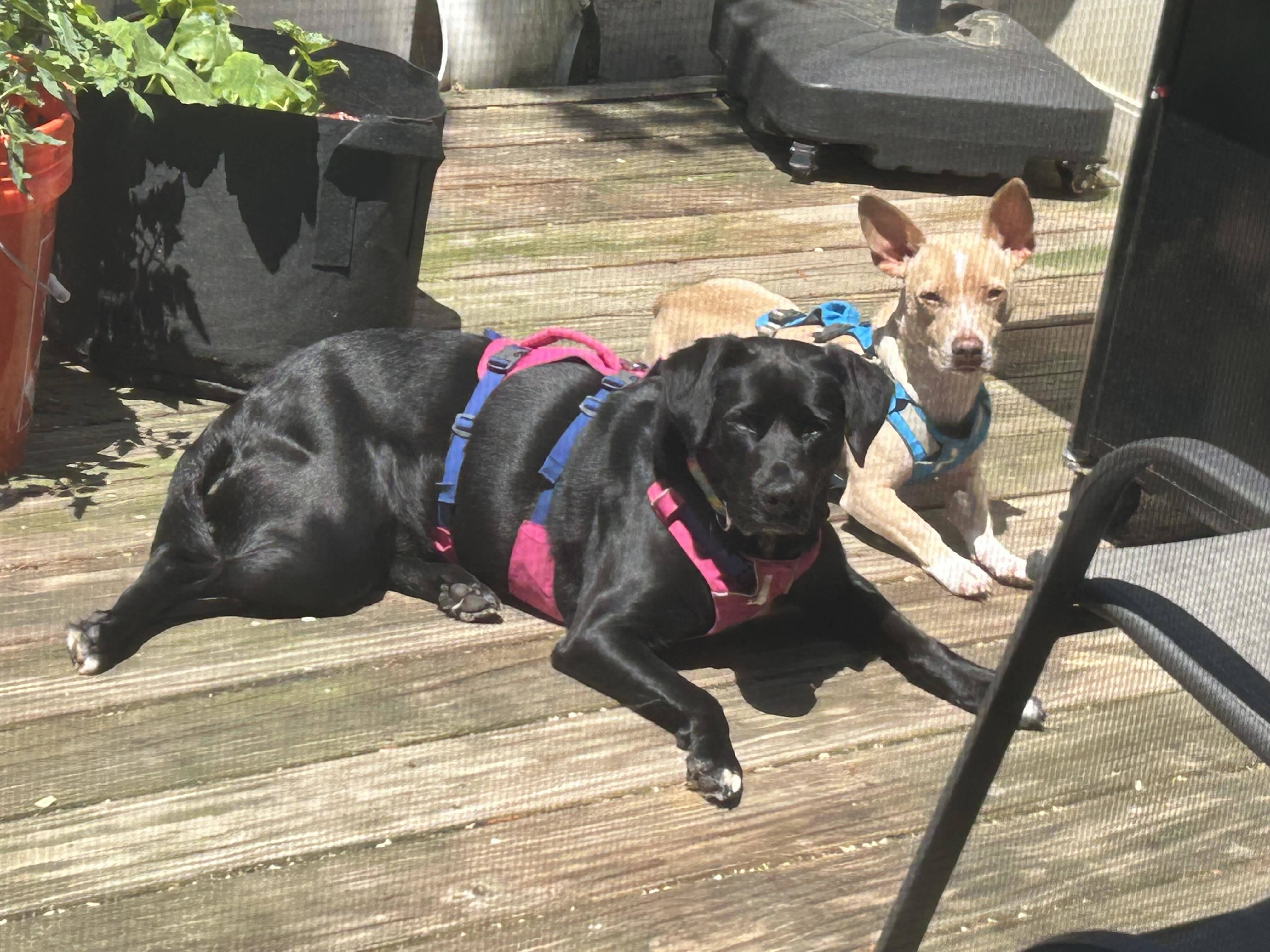 Andy, an adoptable American Staffordshire Terrier, Chihuahua in Stoughton, MA, 02072 | Photo Image 3