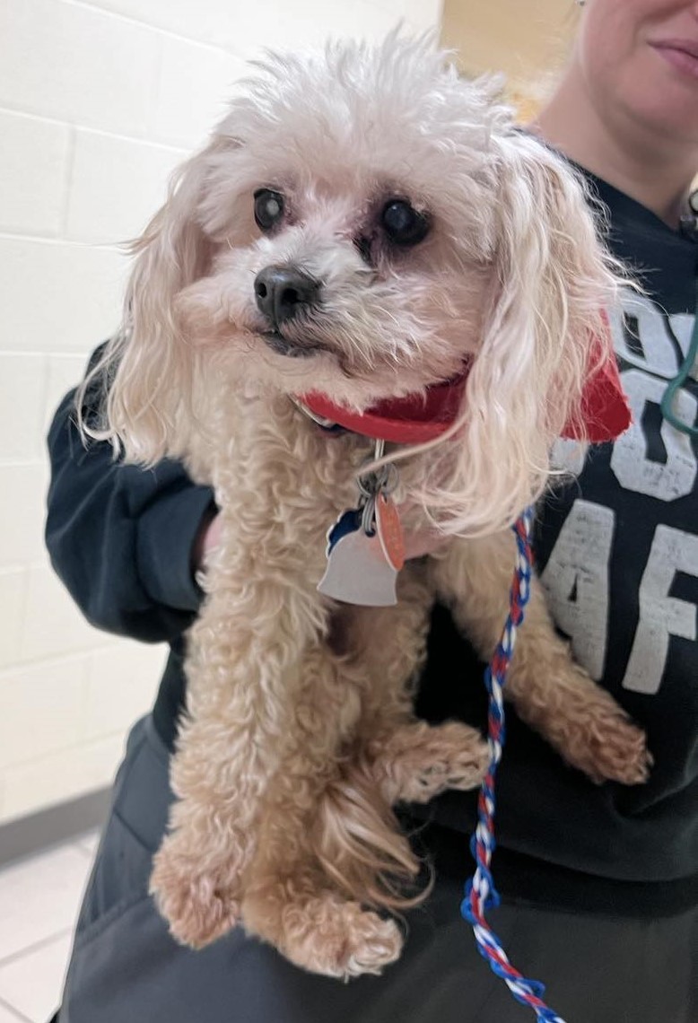 Redd, an adoptable Maltese, Miniature Poodle in Smithfield , VA, 23430 | Photo Image 1