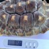 Torti photo 1