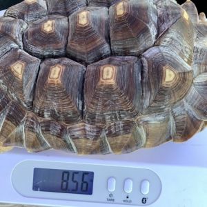 Torti, Adult Female unknown