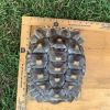 Torti photo 2