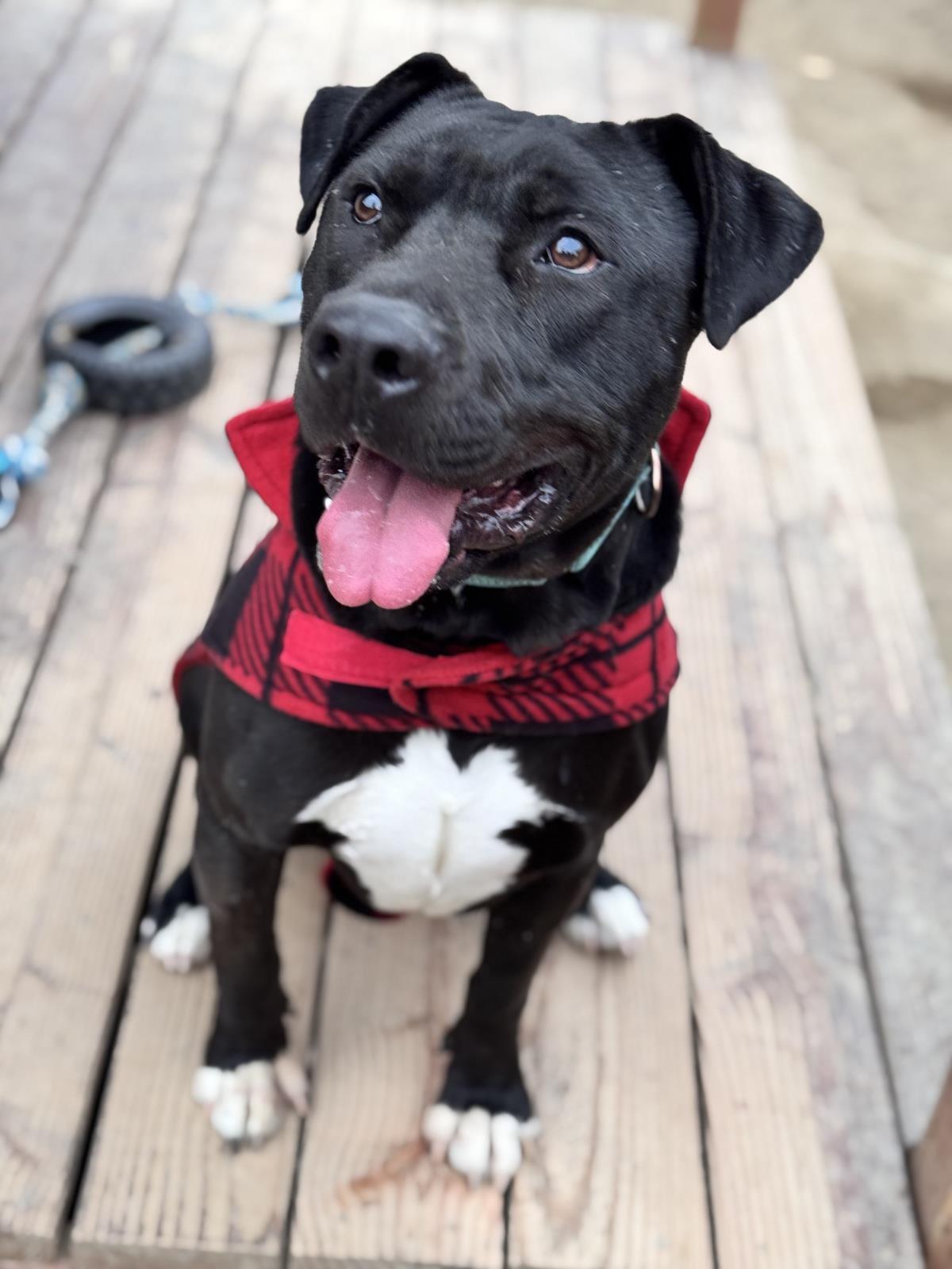 Aries, an adoptable Pit Bull Terrier in Incline Village, NV, 89450 | Photo Image 1