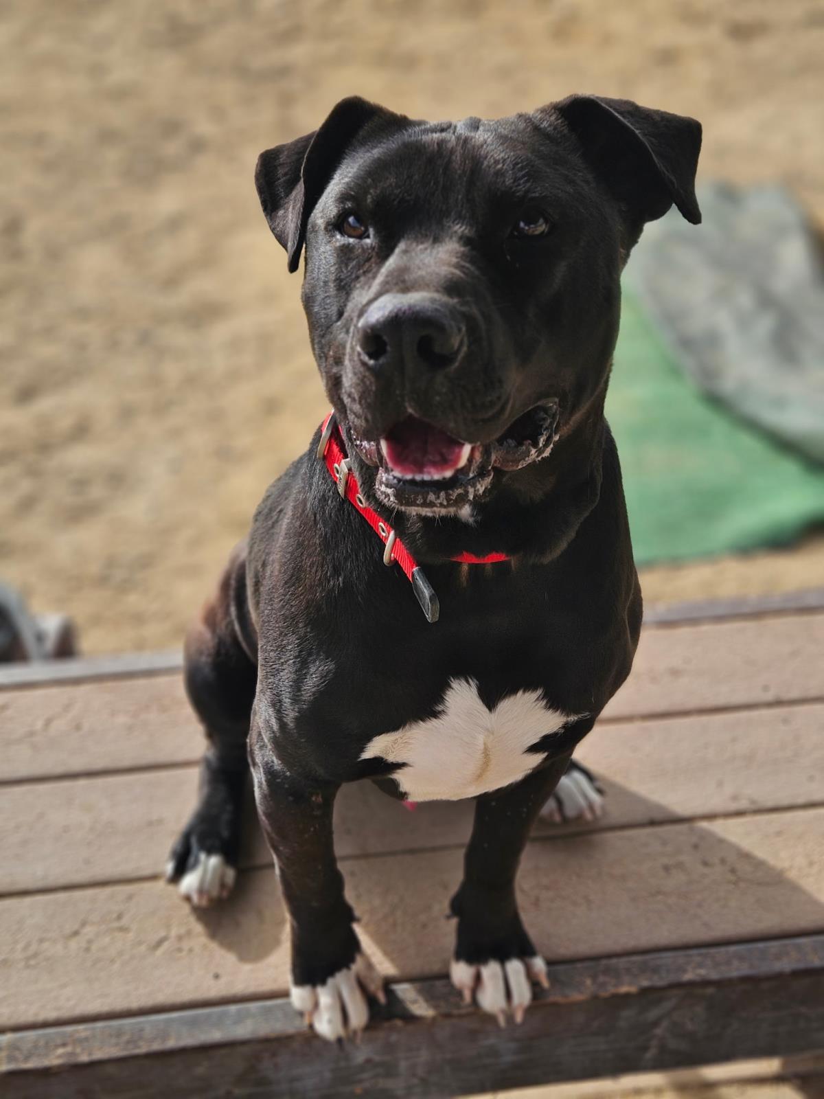Aries, an adoptable Pit Bull Terrier in Incline Village, NV, 89450 | Photo Image 2