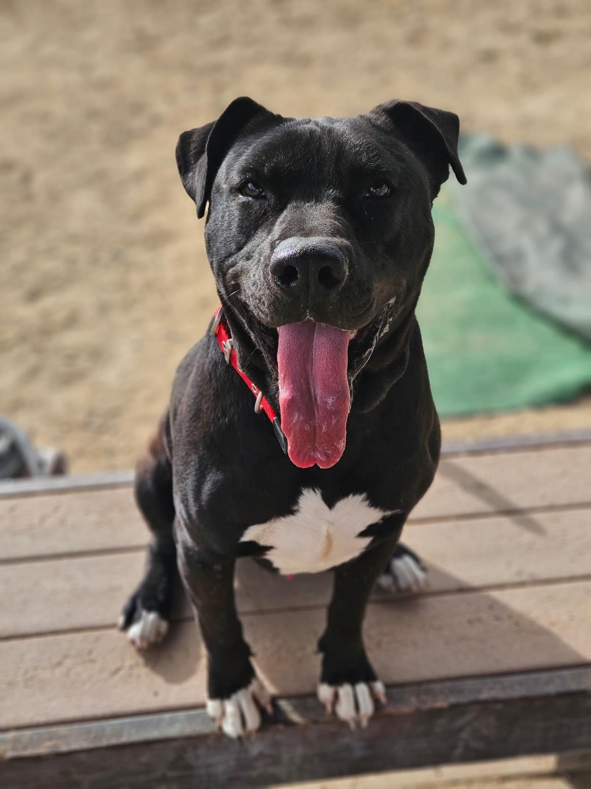 Aries, an adoptable Pit Bull Terrier in Incline Village, NV, 89450 | Photo Image 3