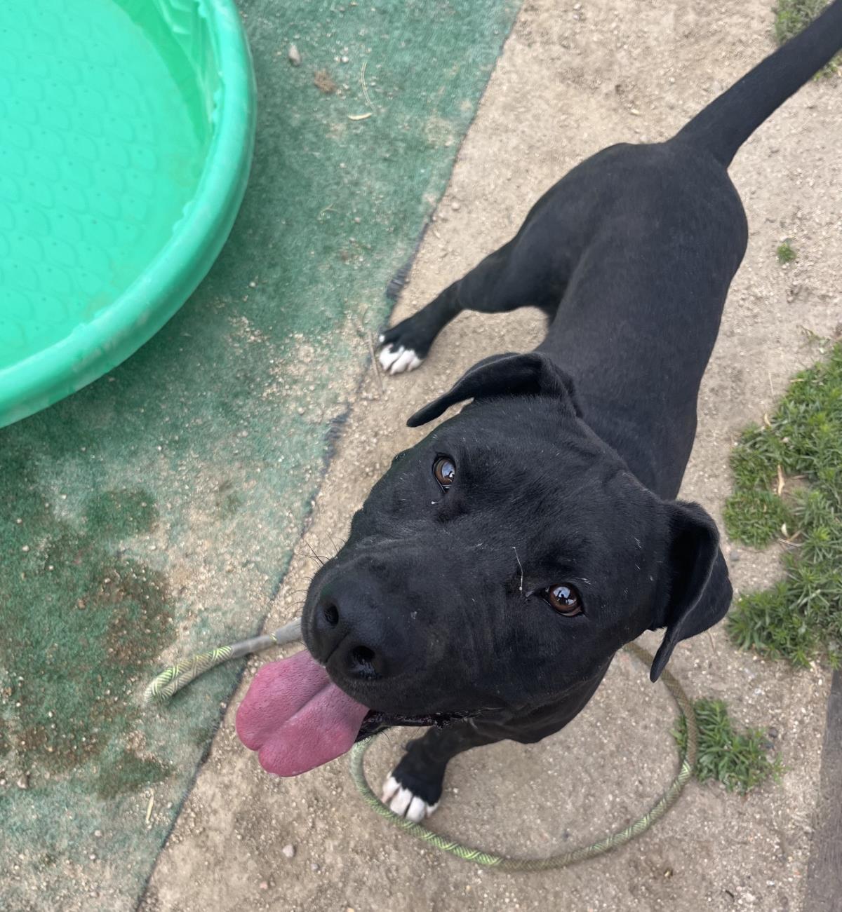 Aries, an adoptable Pit Bull Terrier in Incline Village, NV, 89450 | Photo Image 4