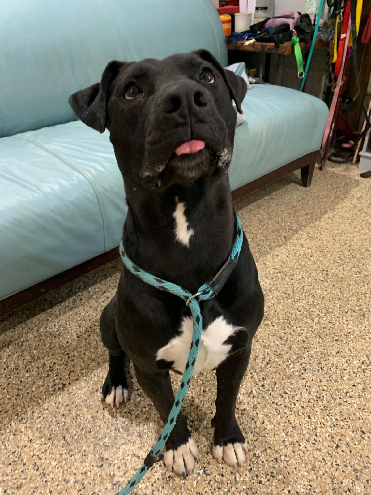Aries, an adoptable Pit Bull Terrier in Incline Village, NV, 89450 | Photo Image 5