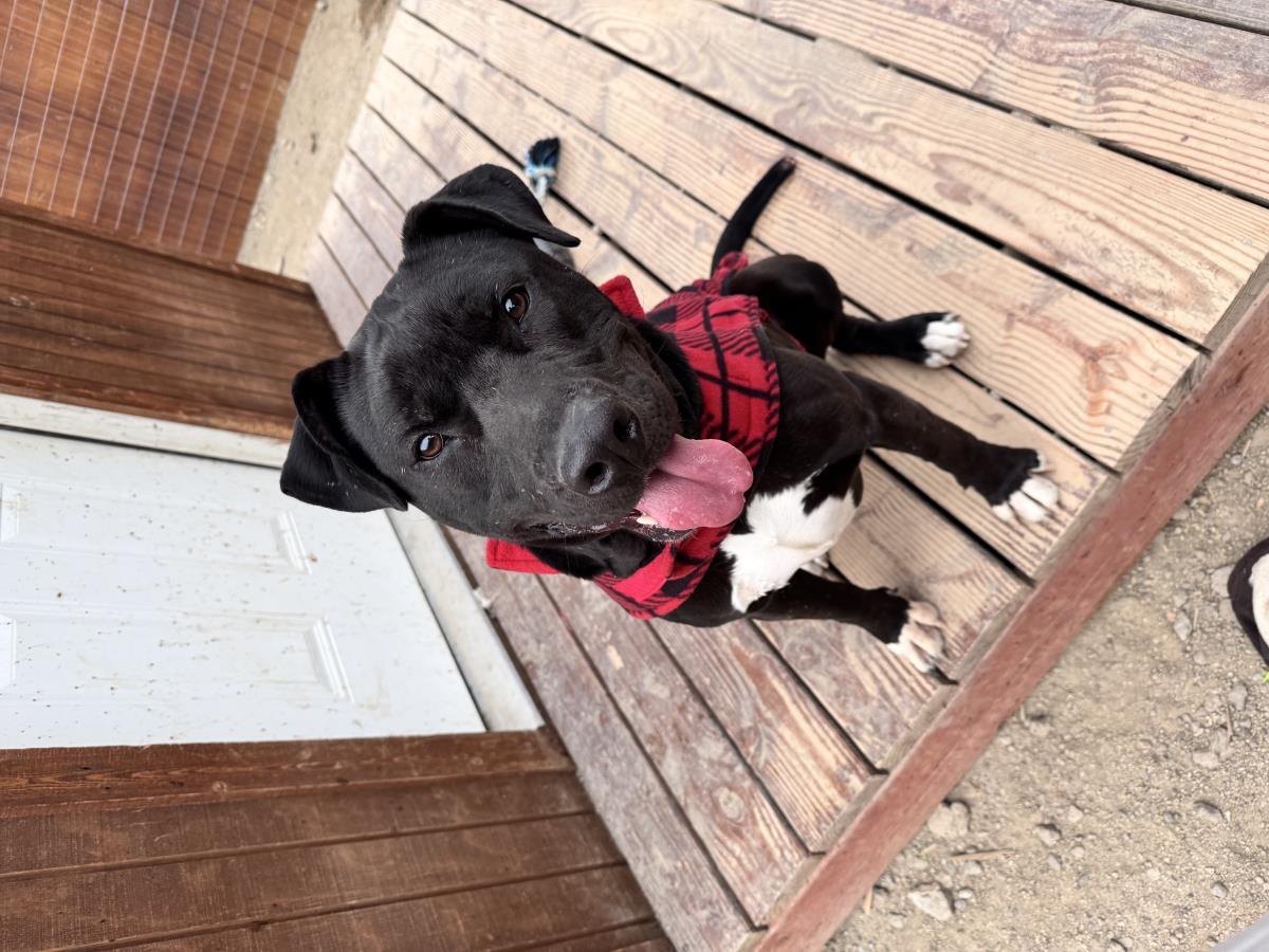 Aries, an adoptable Pit Bull Terrier in Incline Village, NV, 89450 | Photo Image 6