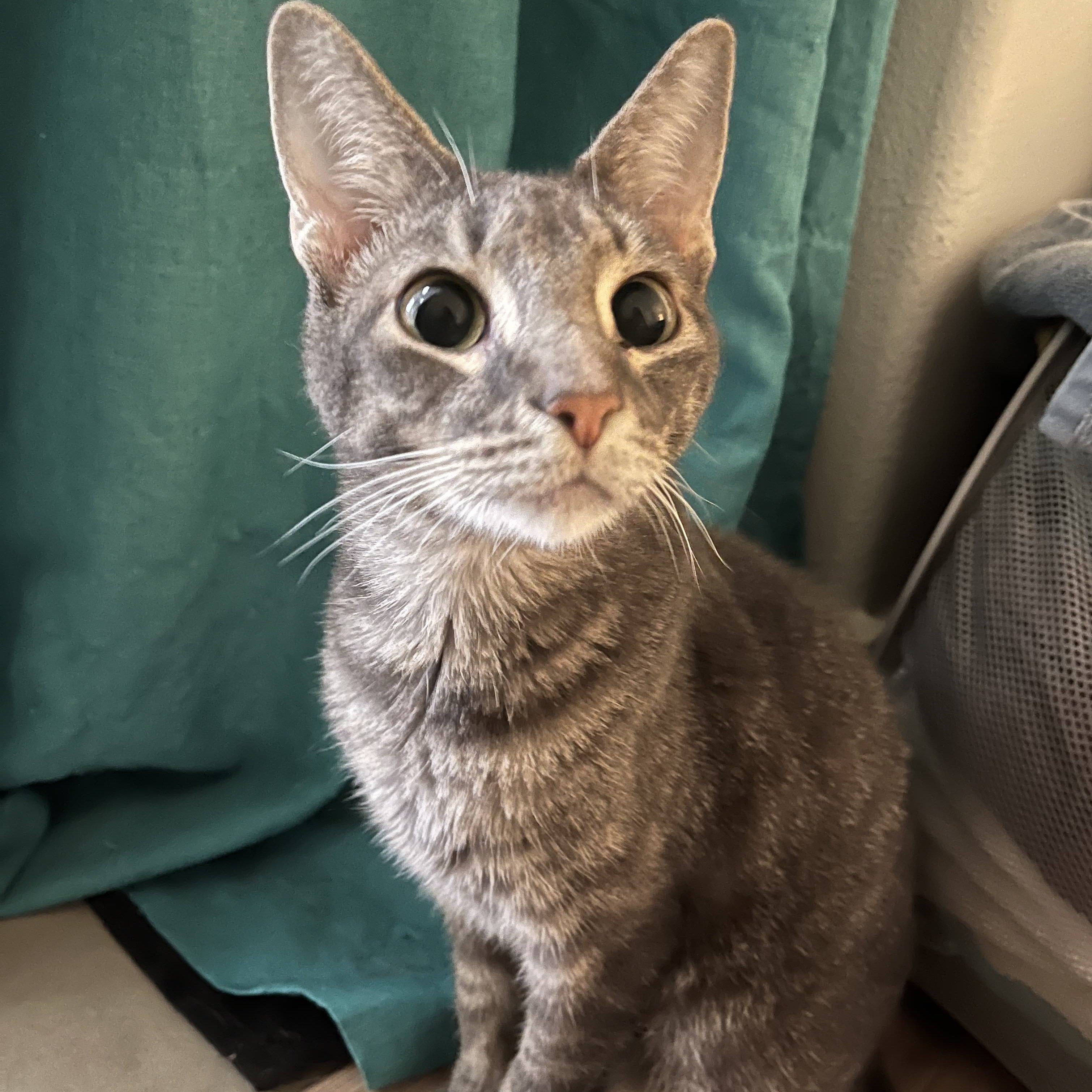 Timmy [Permanent Foster], an adoptable Domestic Short Hair in Santa Fe, NM, 87501 | Photo Image 1