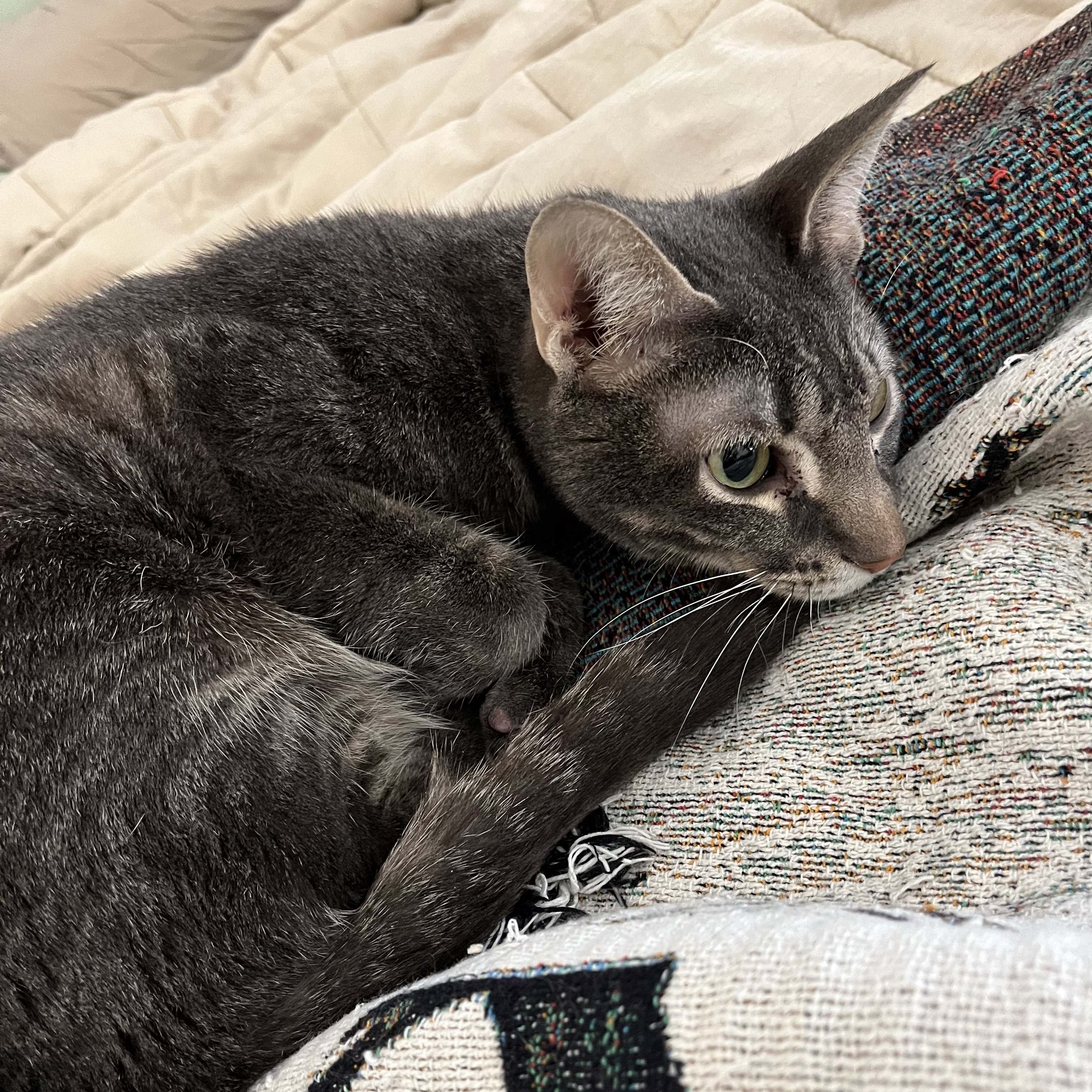 Timmy [Permanent Foster], an adoptable Domestic Short Hair in Santa Fe, NM, 87501 | Photo Image 2