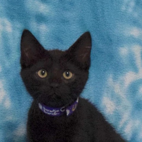 Espresso, an adoptable Domestic Short Hair in Eureka, CA, 95503 | Photo Image 1