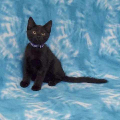 Espresso, an adoptable Domestic Short Hair in Eureka, CA, 95503 | Photo Image 2