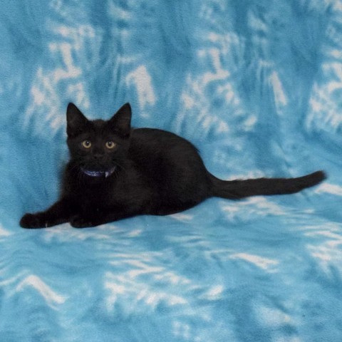 Espresso, an adoptable Domestic Short Hair in Eureka, CA, 95503 | Photo Image 2