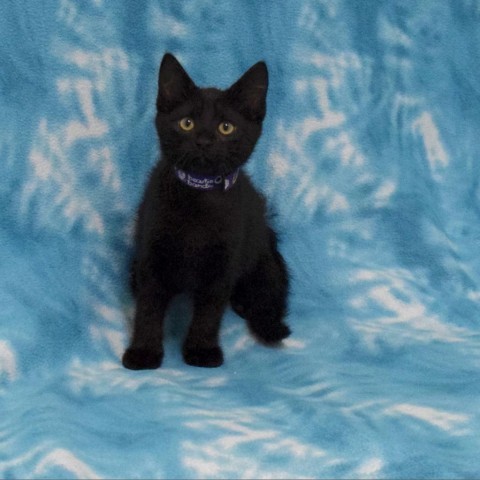 Espresso, an adoptable Domestic Short Hair in Eureka, CA, 95503 | Photo Image 3