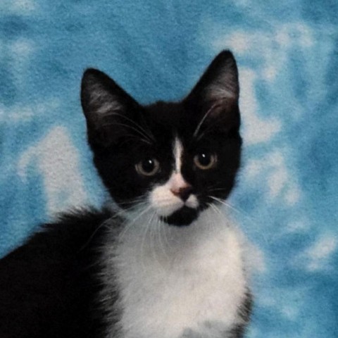 Frappe, an adoptable Domestic Short Hair in Eureka, CA, 95503 | Photo Image 1