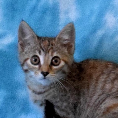 Persimmon, an adoptable Domestic Short Hair in Eureka, CA, 95503 | Photo Image 1