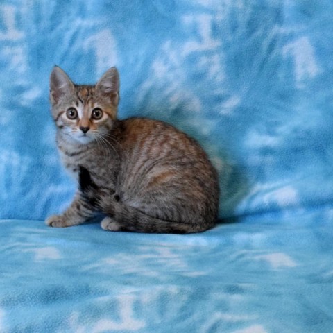 Persimmon, an adoptable Domestic Short Hair in Eureka, CA, 95503 | Photo Image 2