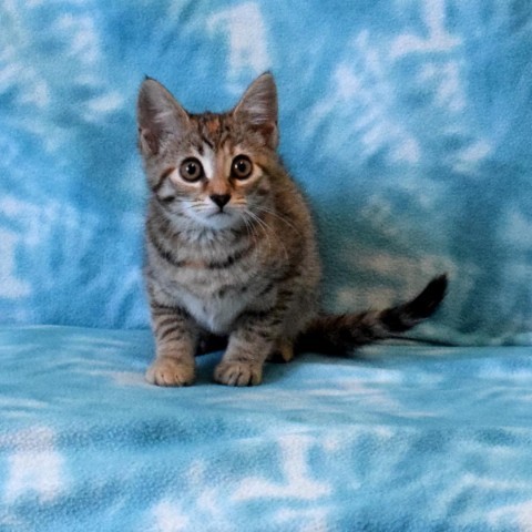 Persimmon, an adoptable Domestic Short Hair in Eureka, CA, 95503 | Photo Image 3